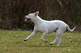 DOGUE ARGENTIN 465